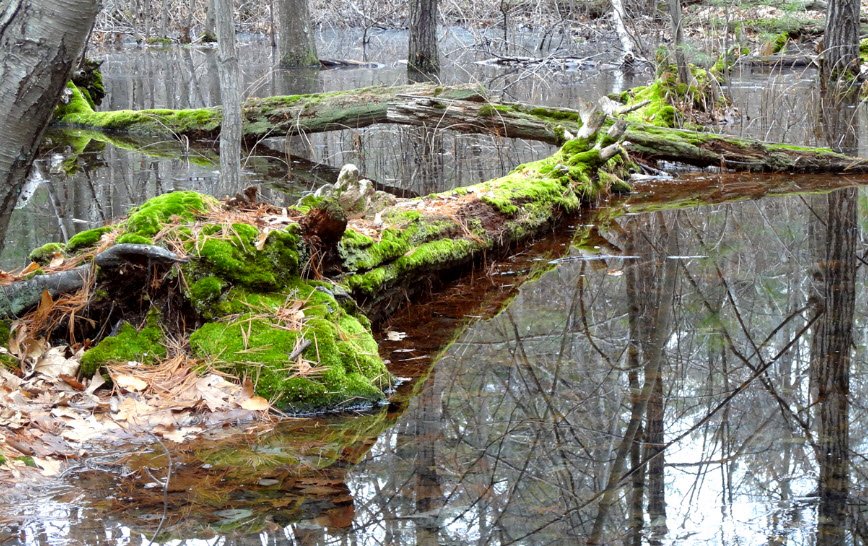 Stony Brook Reservation, Massachusetts, USA